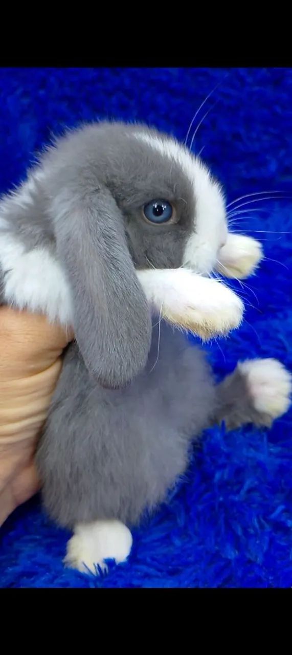 Várias raças de minis coelhos e coelho anão(ZAP na descrição) - Foto 2