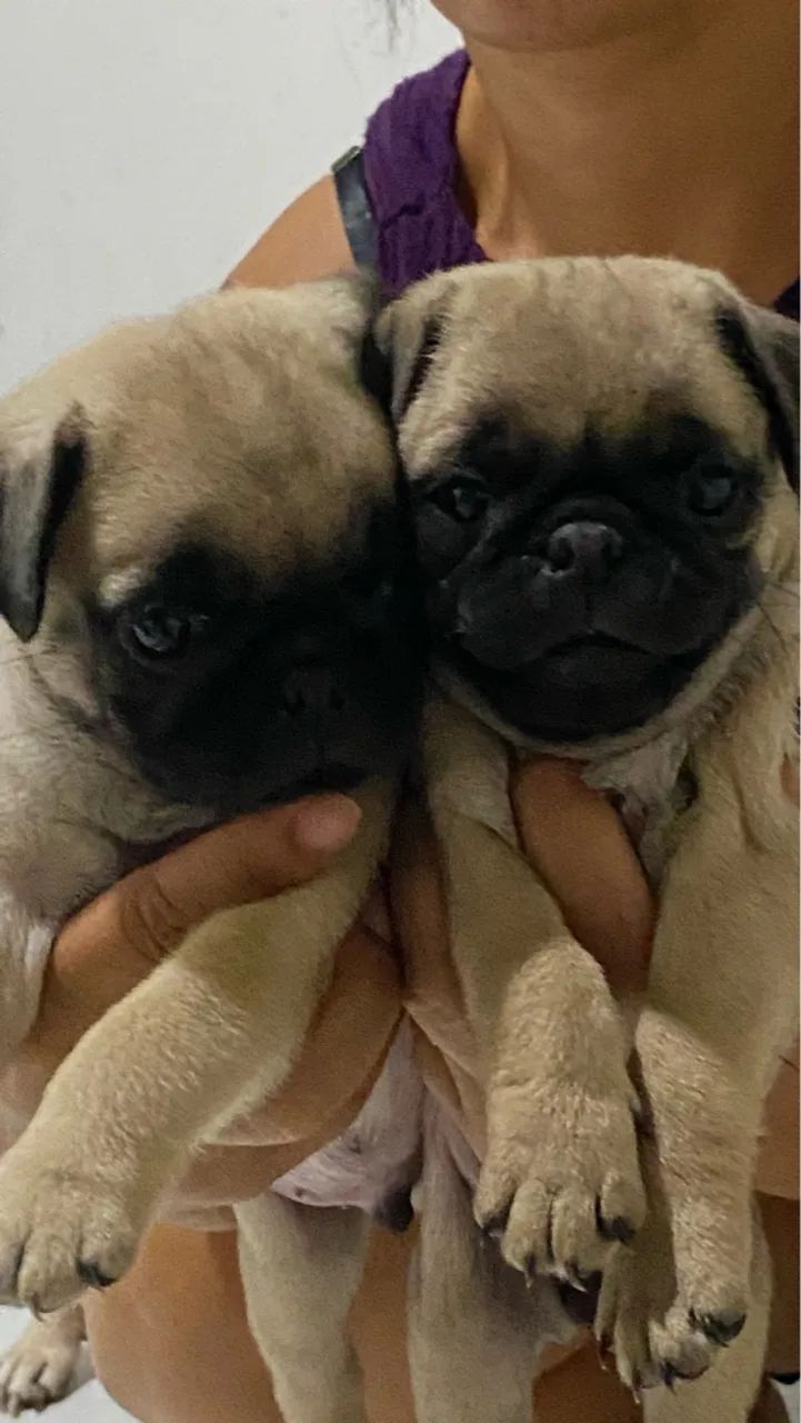 Raça pura Pug  - Foto 2