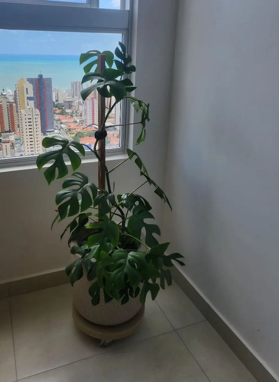 VASO COM MINI COSTELA DE ADÃO - RHAPHIDOPHORA TETRASPERMA 