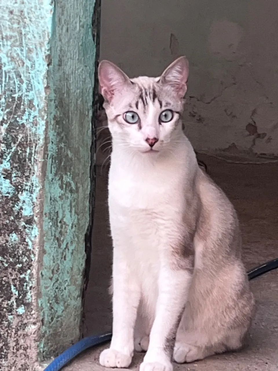 adoção responsável  - Foto 2