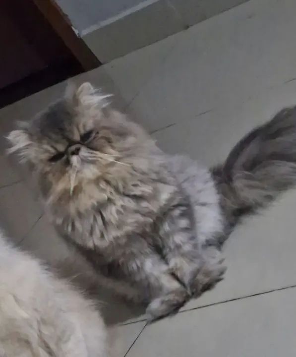 Vendo!Gato persa exotico macho - Foto 3