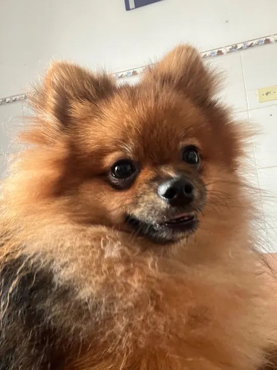 Spitz Alemão p/ cruz4r  - Foto 6