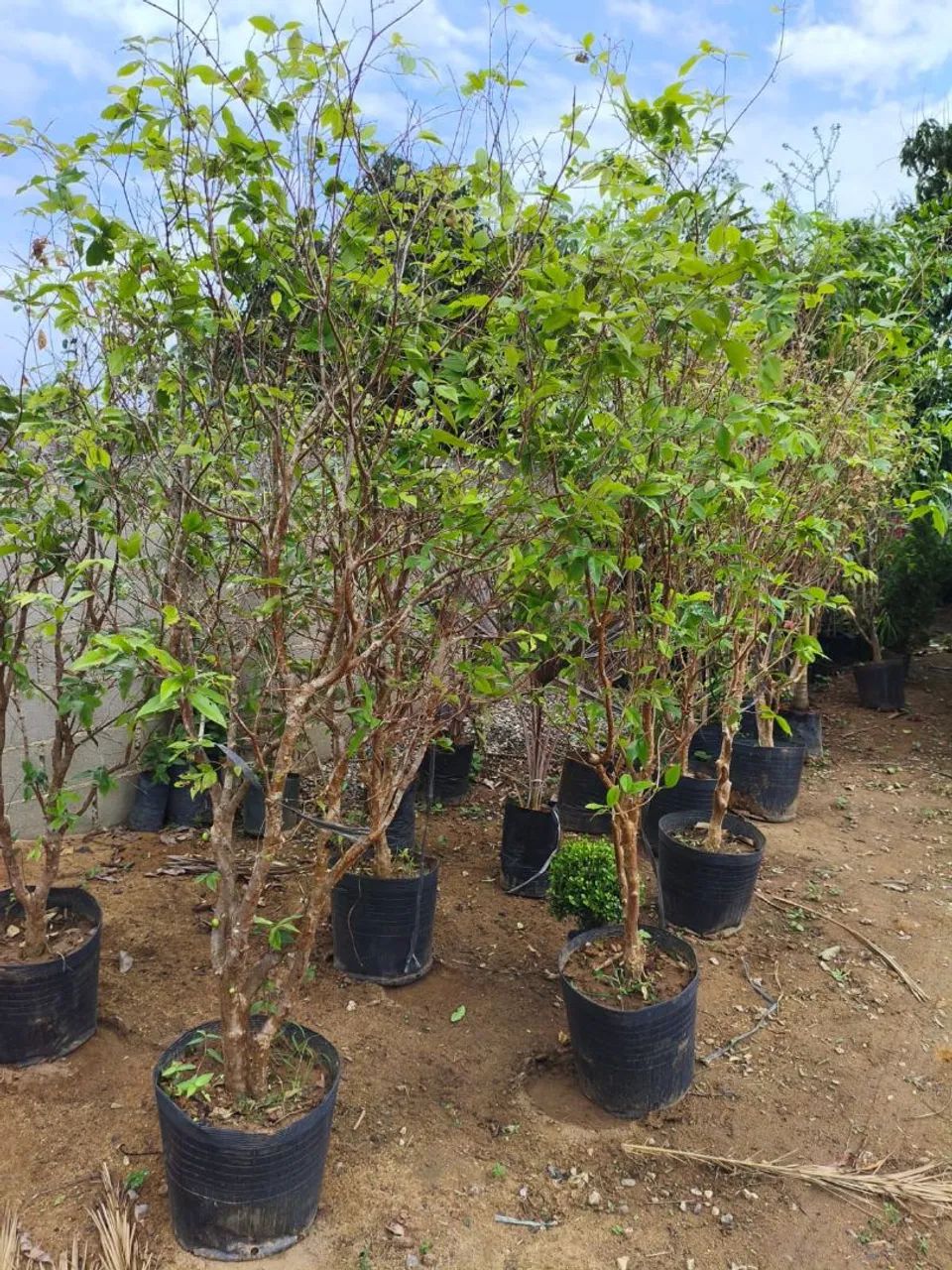 Jaboticaba com 2mertros e meio a 3 produzindo  - Foto 4