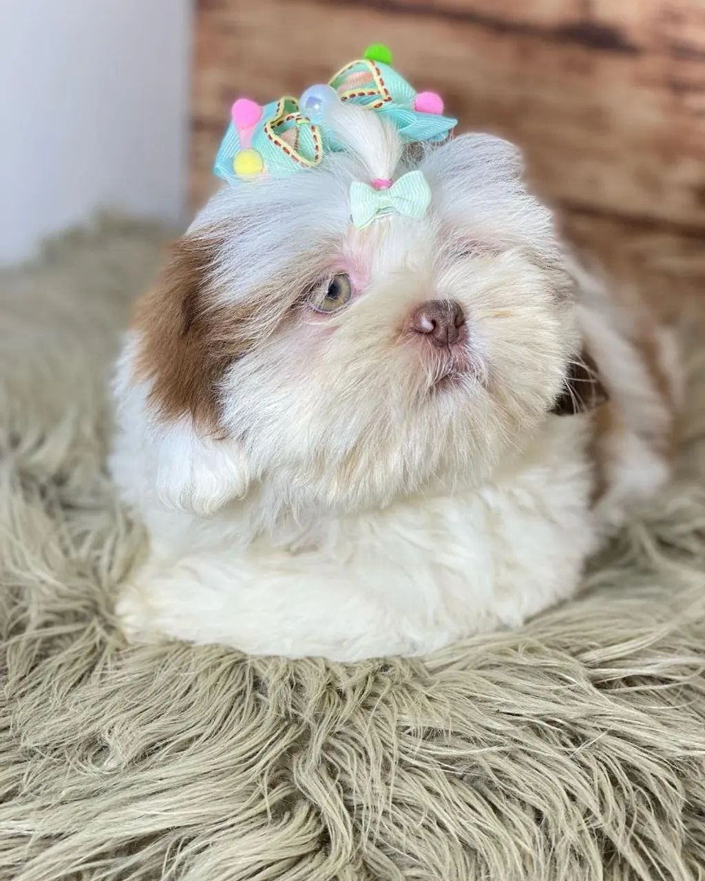 Filhote Shih Tzu macho e fêmea minis - Foto 5