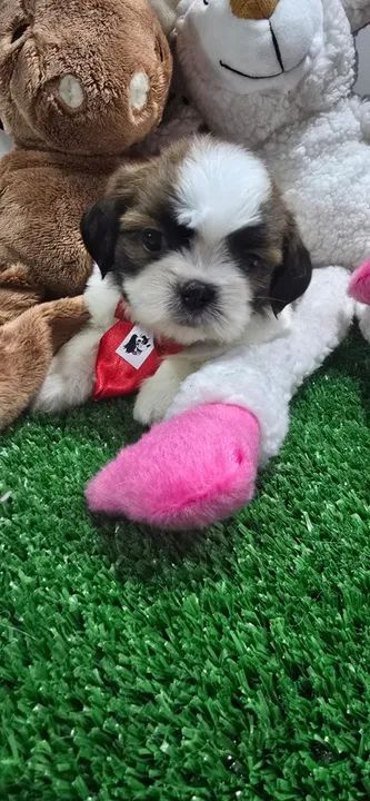 Shihtzu MAcho 48 dias com 1 vacina