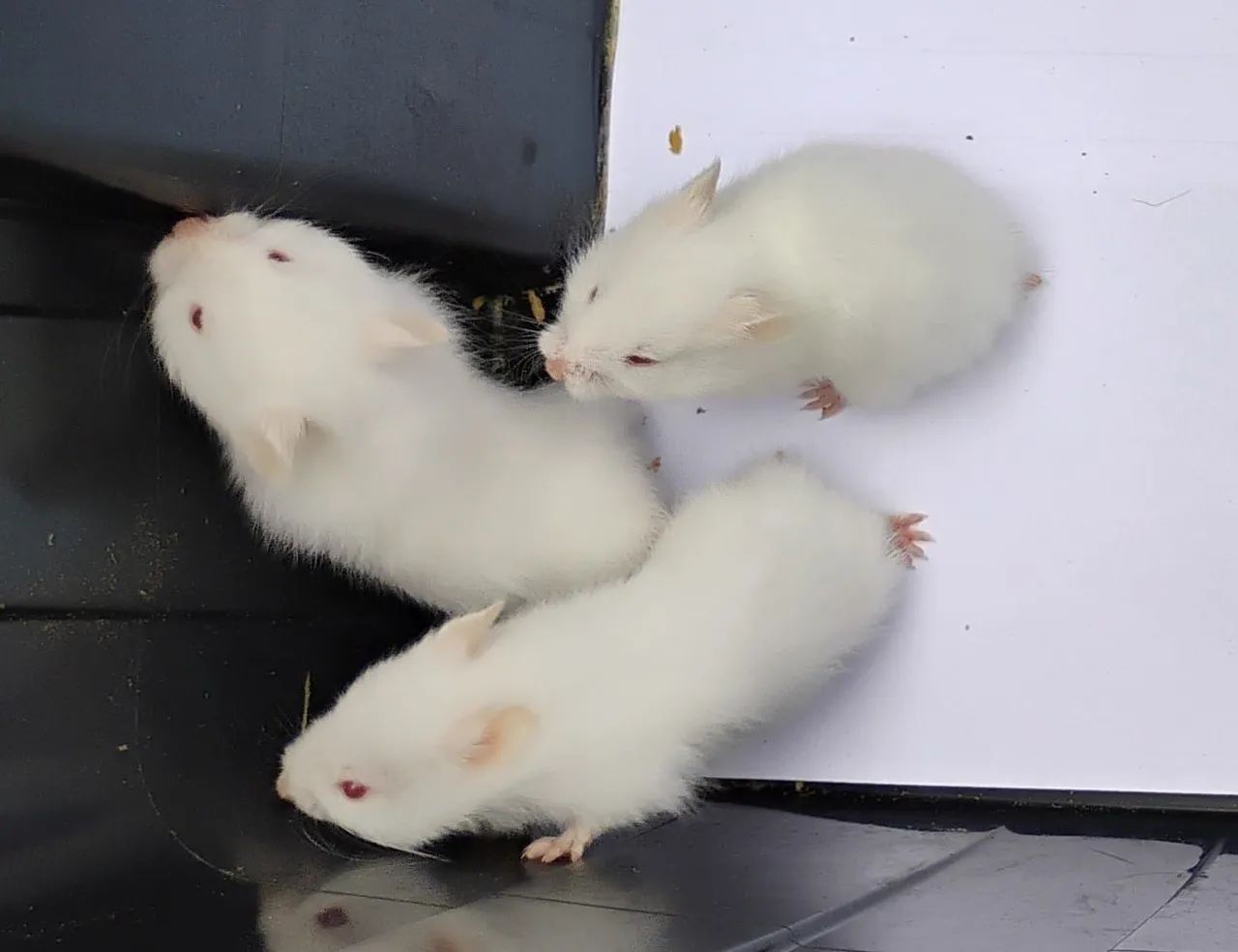 Hamster Sírio e Angorá Aceitamos Cartão 