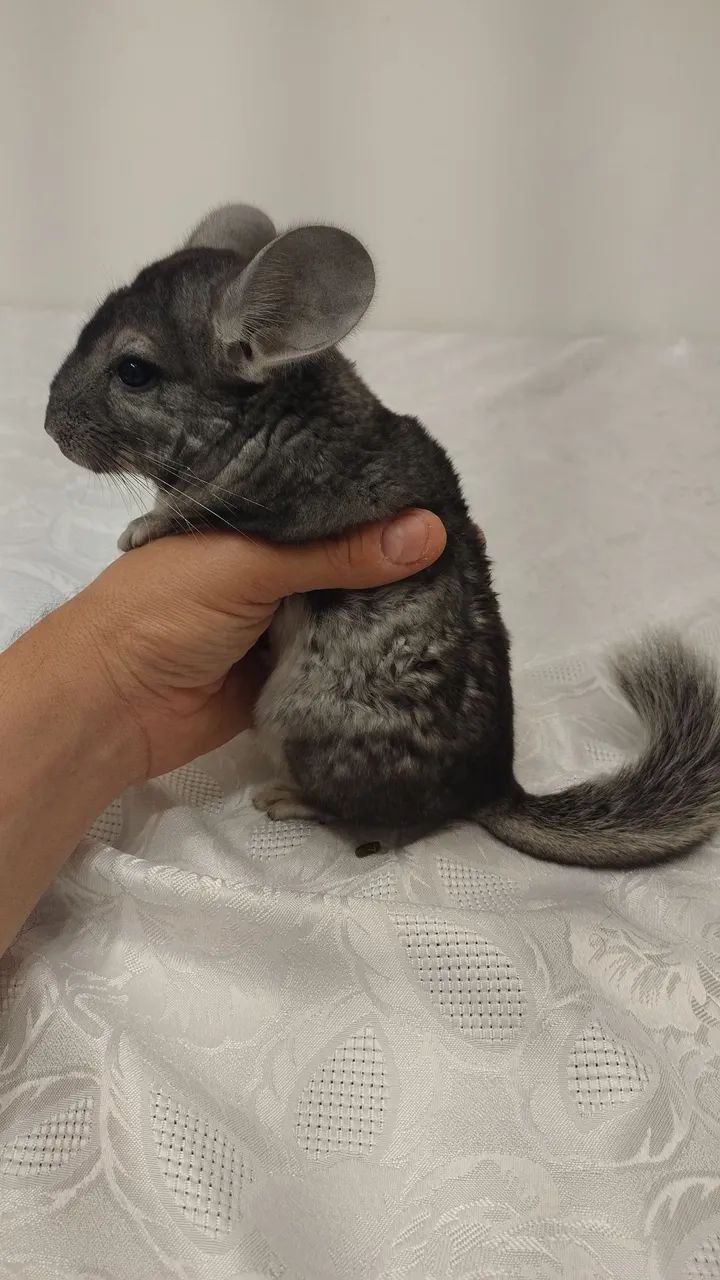 Chinchilas animais pets  - Foto 6