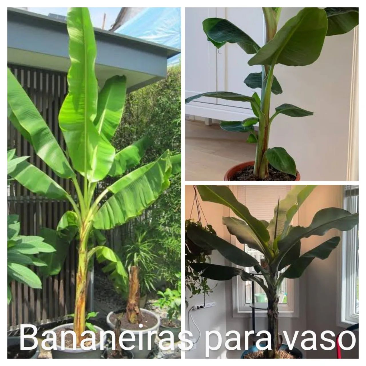 Mudas de Graviola - Produção de Frutos - Foto 5