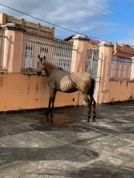 Cavalo Mangalarga Marchador/egua/potro - Foto 4