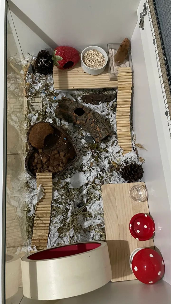 Terrário para hamster - Foto 3