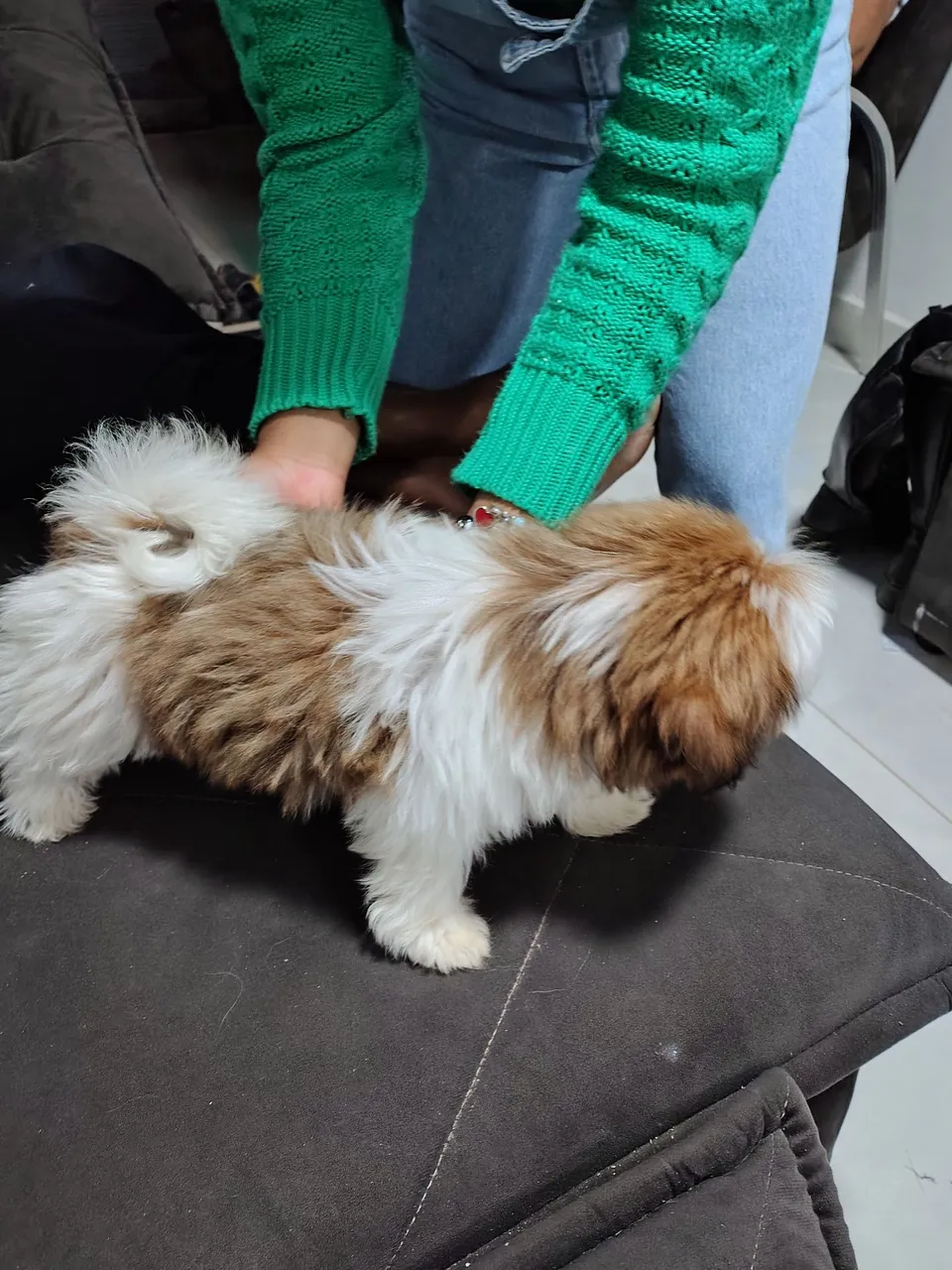 Filhote Shih Tzu fofo e carinhoso
