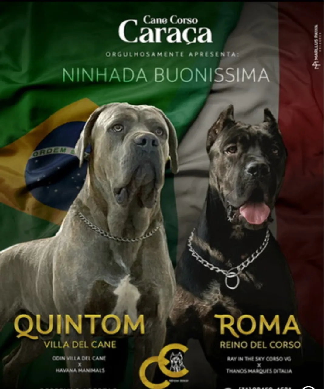 Filhote Cane Corso Pedigree CBKC