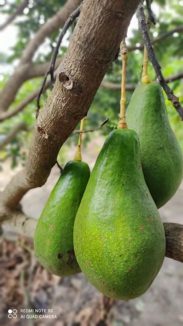 Frutífera Abacate Manteiga