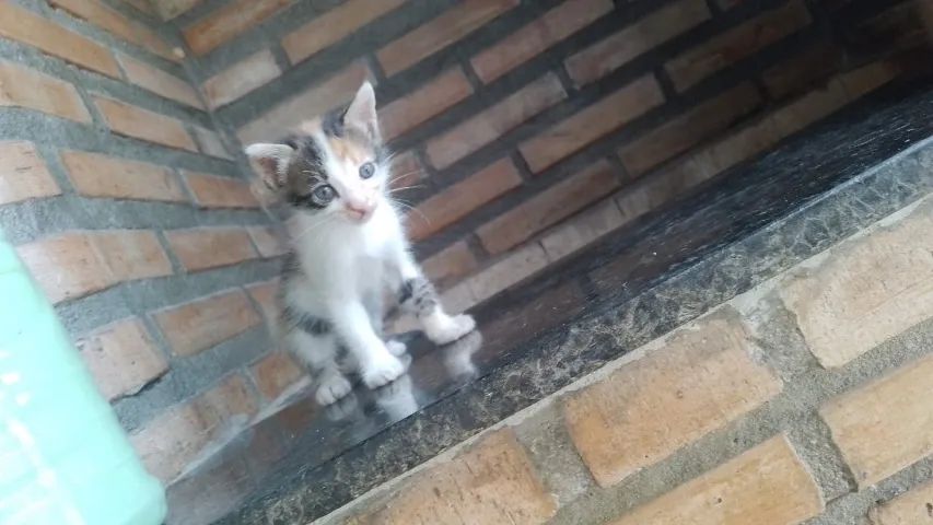 Gatinhos para adoção 
