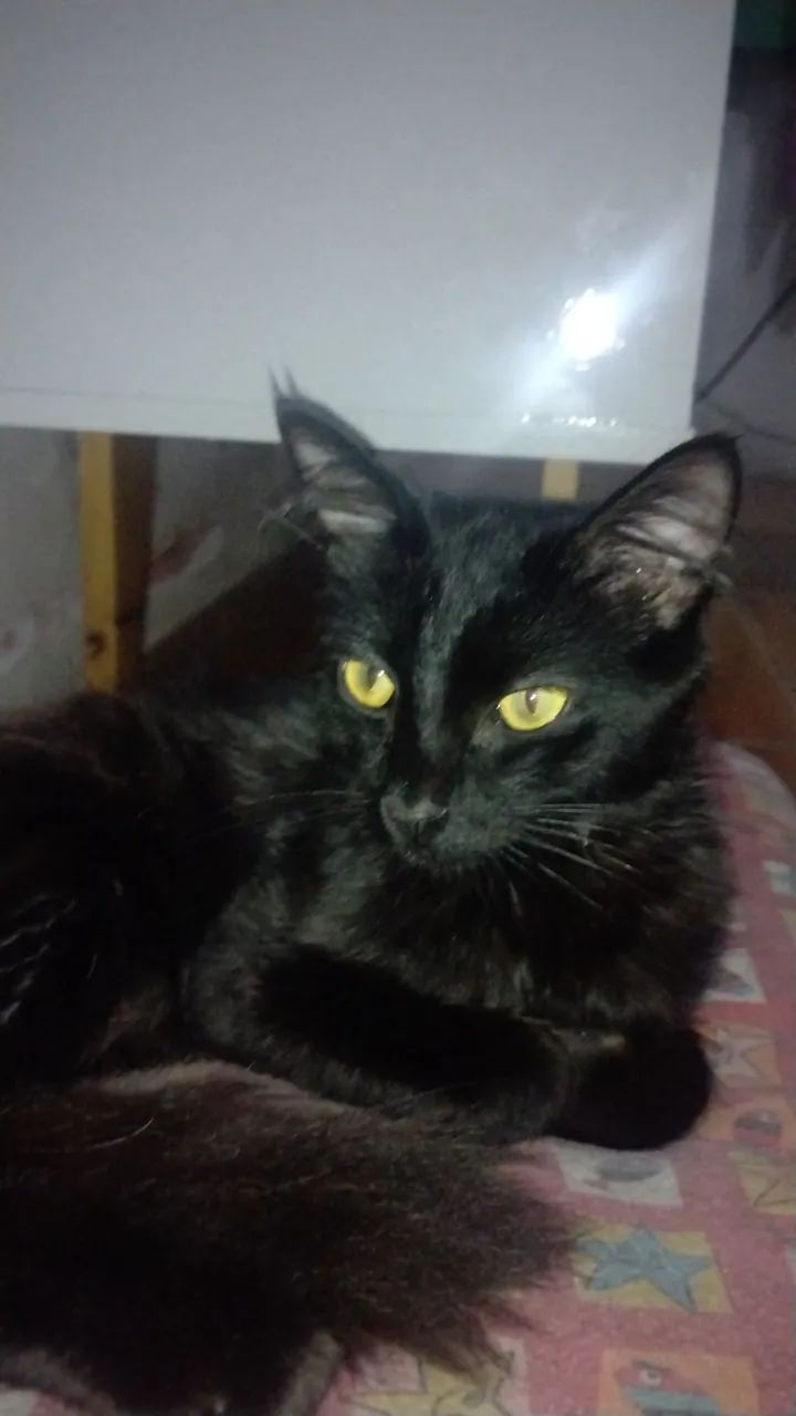 Urgente gato para adoção  - Foto 2