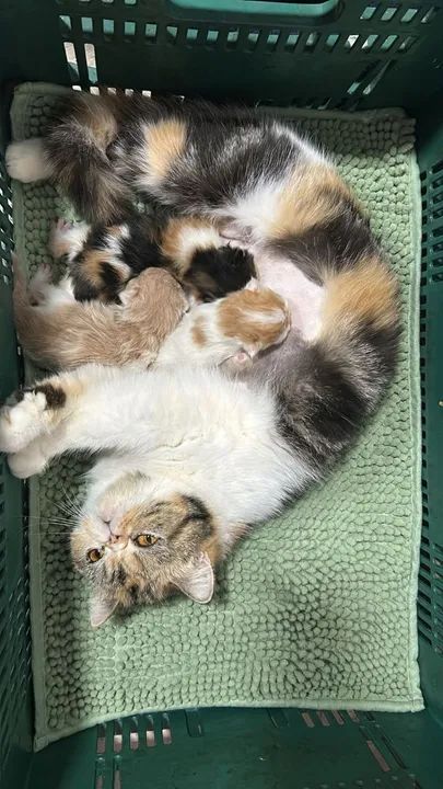 a Persa com Filhotes