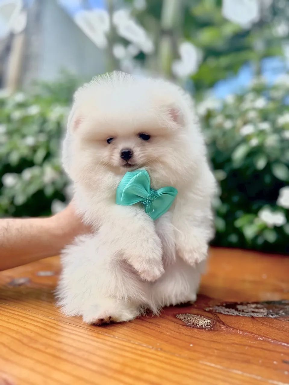 Spitz Alemão Anão Branco Bibelô 