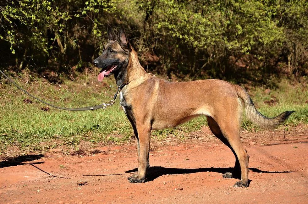 Filhote de Pastor Belga Malinois com rottweiler