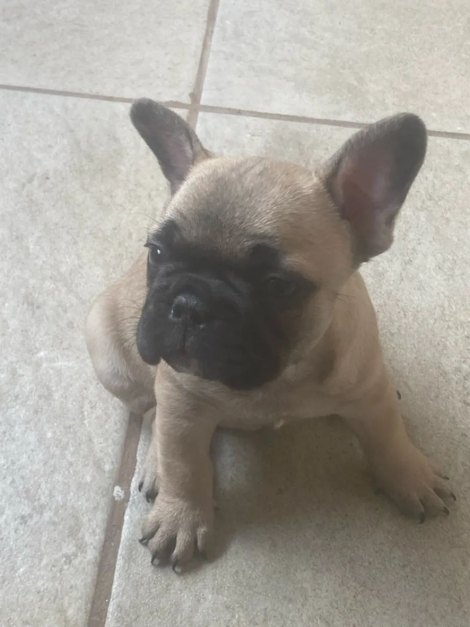 Filhotes de Bulldog Francês - Foto 3