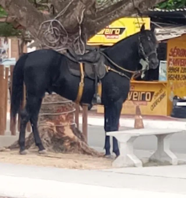 Cavalo preto campolina 