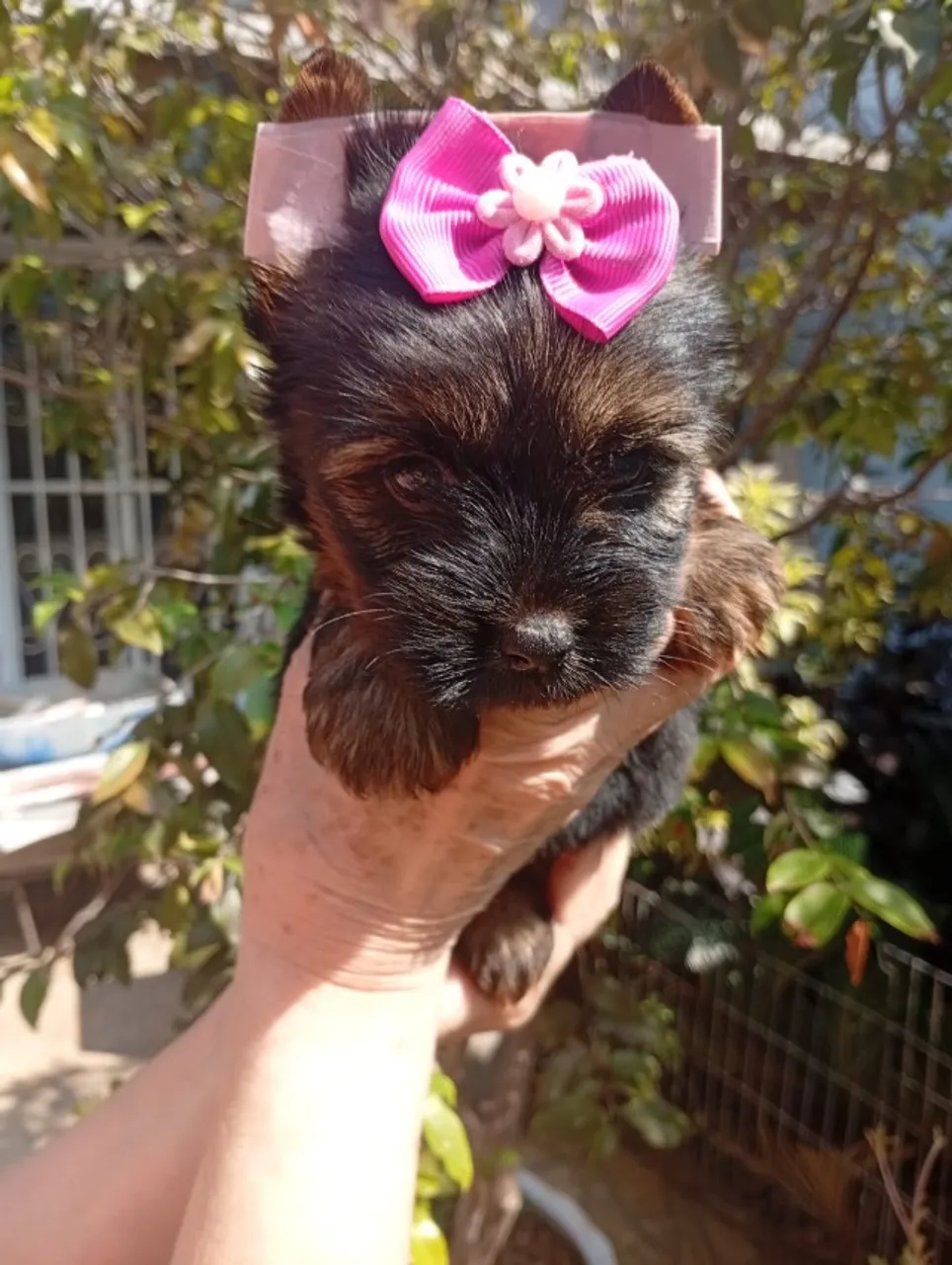 Sua Nova Melhor Amiga Está Aqui - Yorkshires Lindinhas!