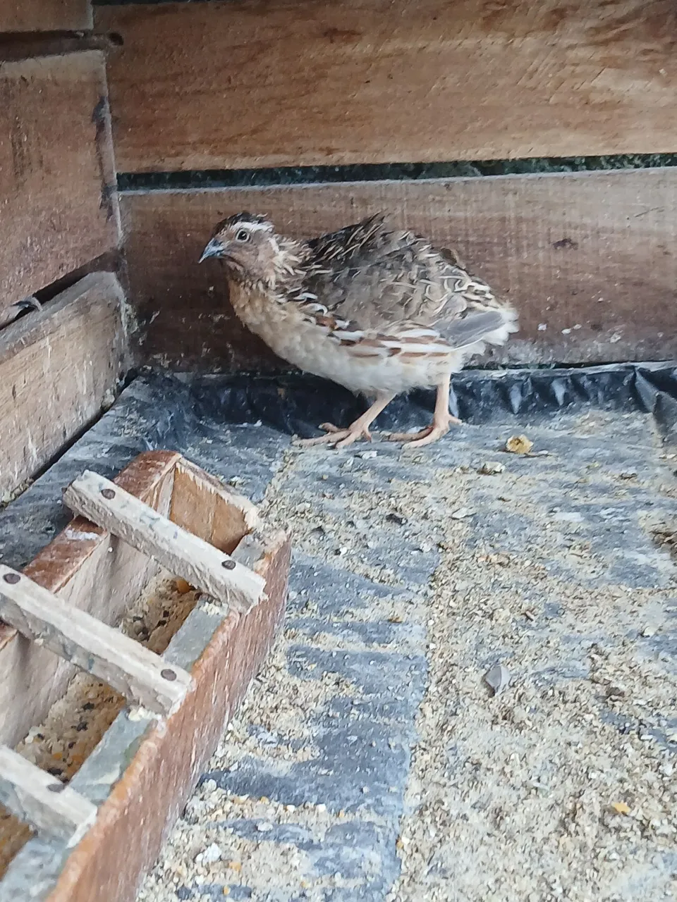 Codornas colocando ovos
