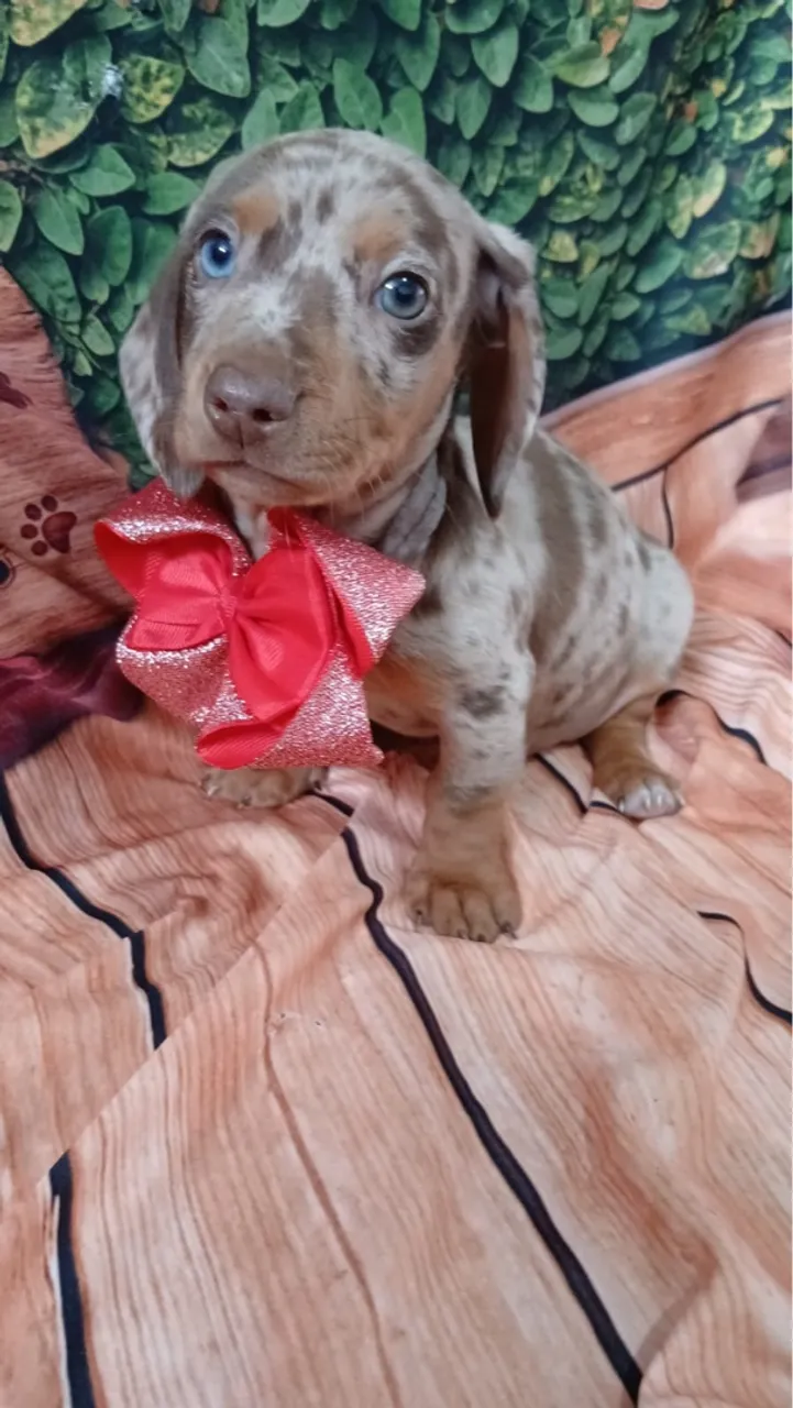 Dachshund Mini Arlequim com Olhos Azuis ( Vendas Filhotes )
