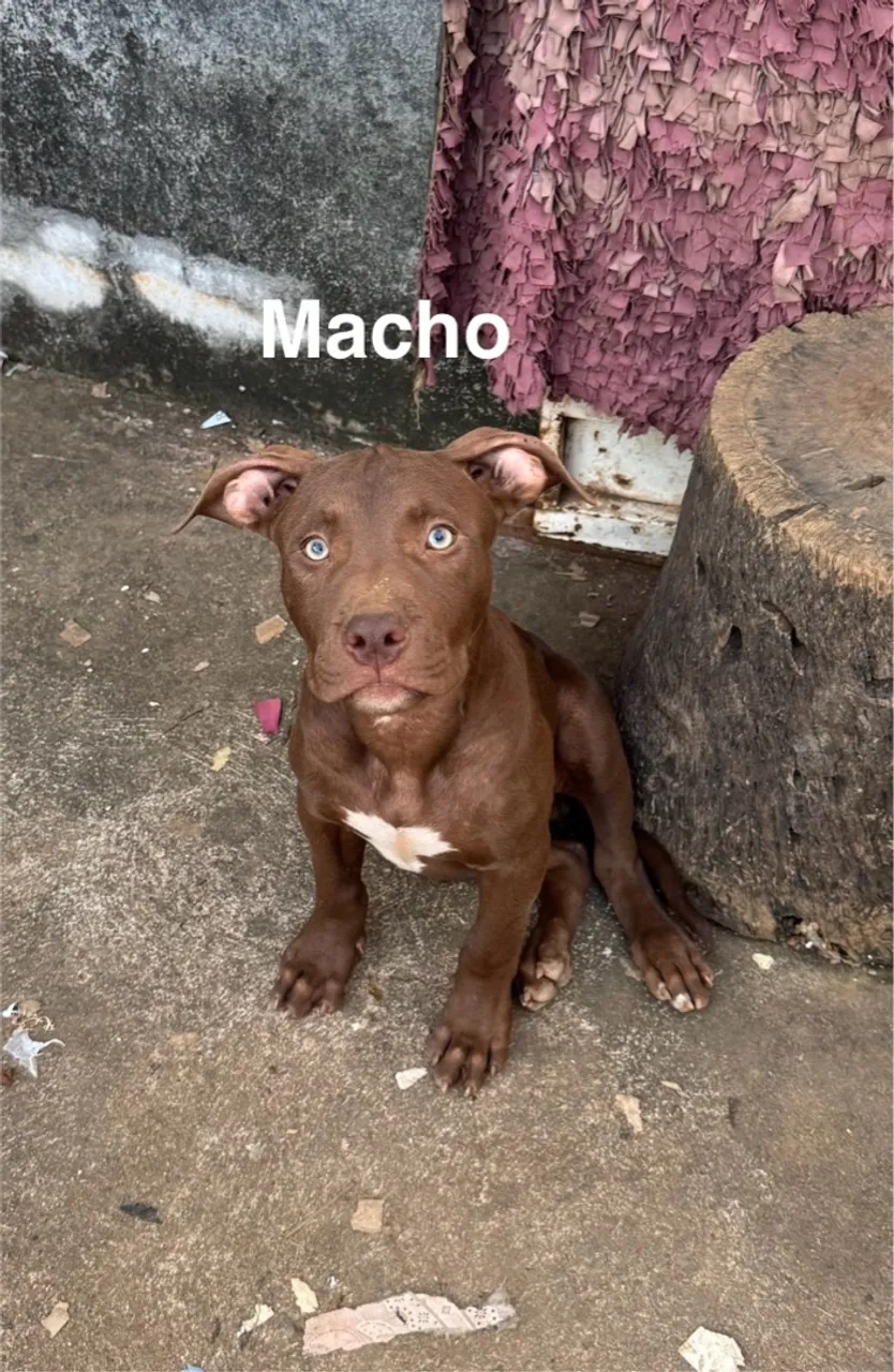 Filhote Macho Pit Monster