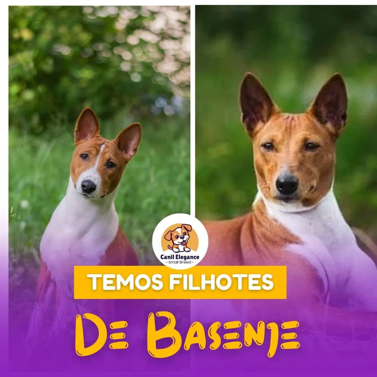 Temos lindos filhotes 