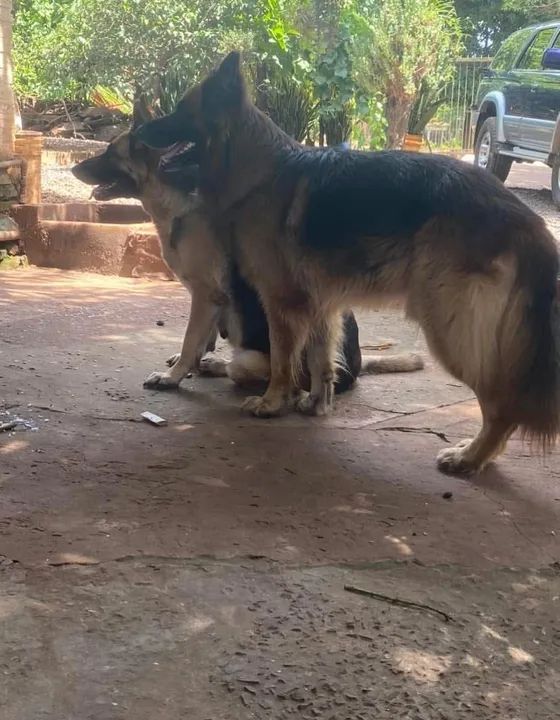 Pastor alemão  - Foto 5