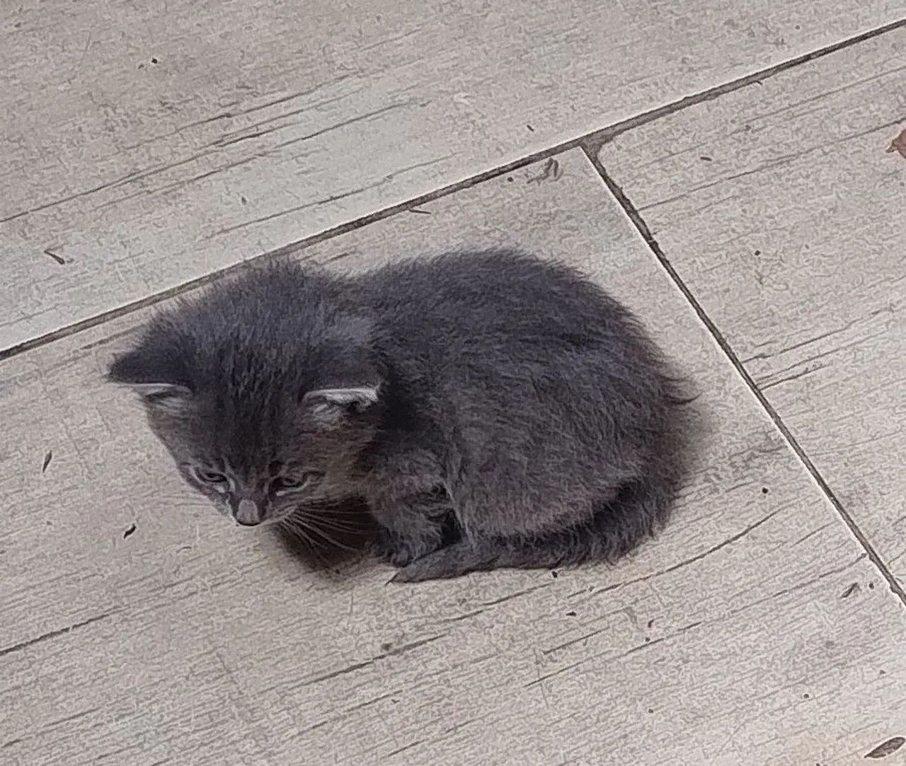 Doação de 5 gatinhos lindos  - Foto 2