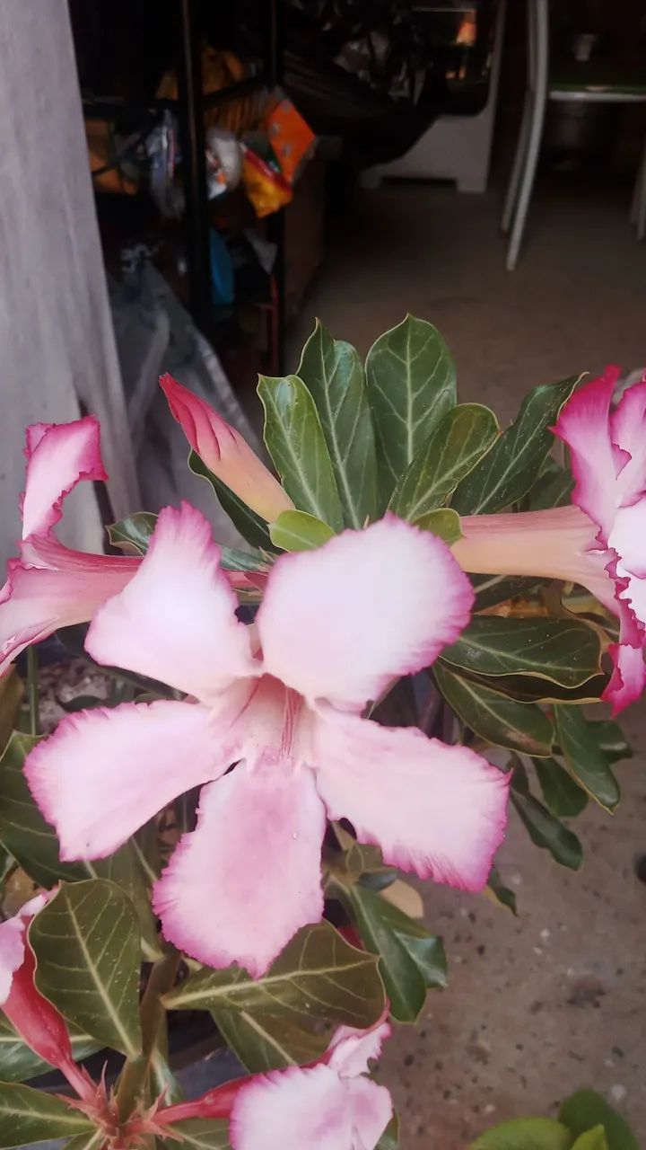 Planta ornamental  - Foto 3