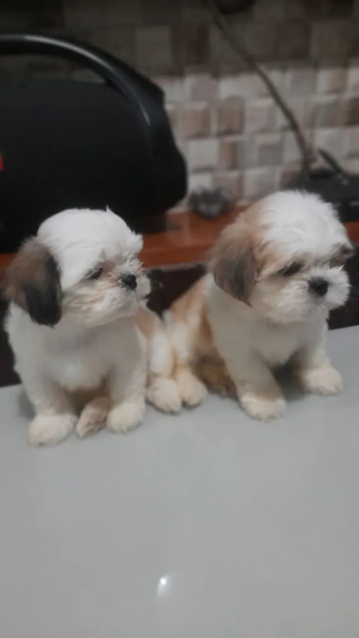 Filhotes de Shih Tzu disponíveis