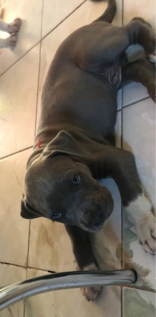 Pitbull