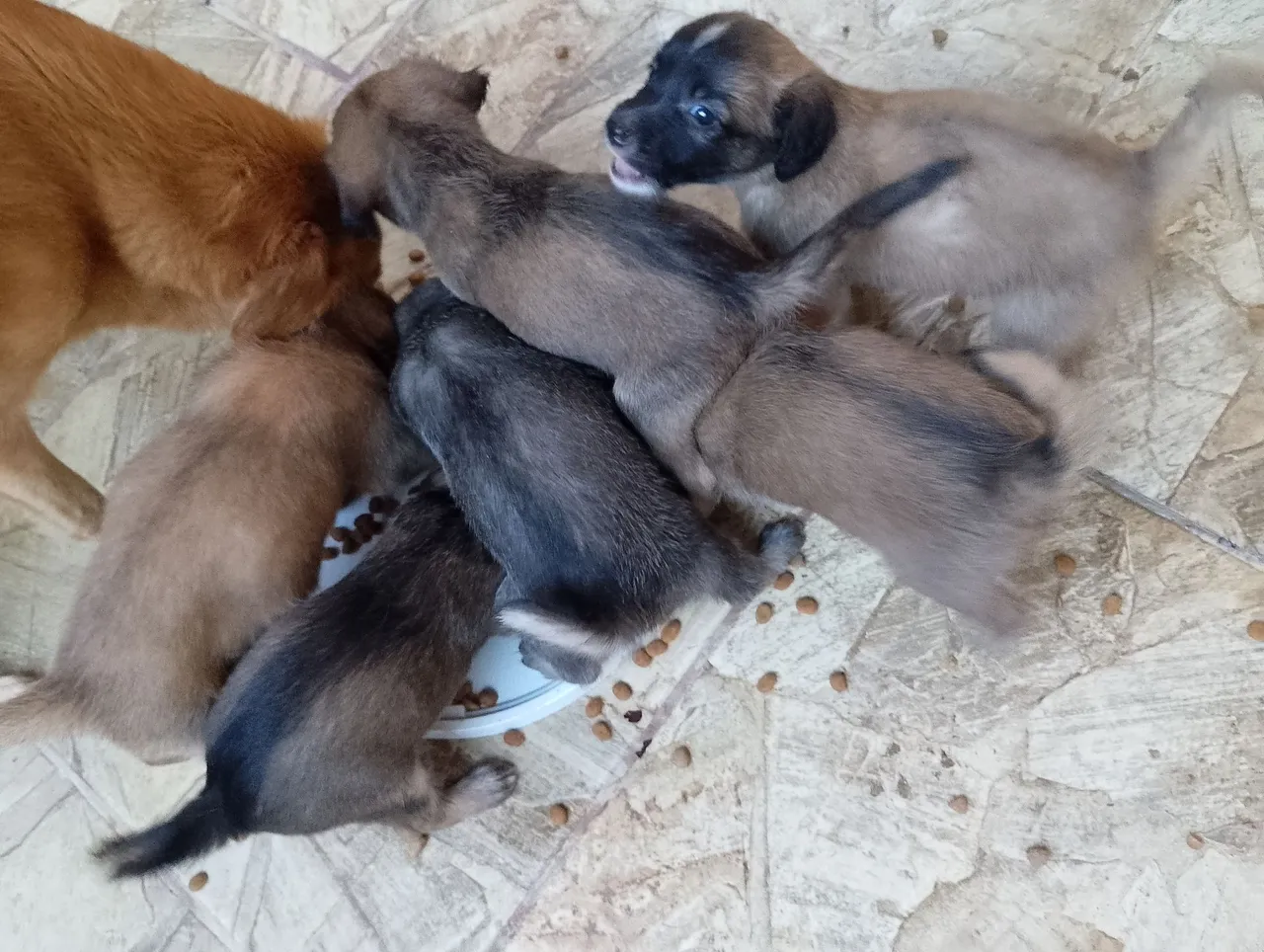 Filhotes de cães adoráveis