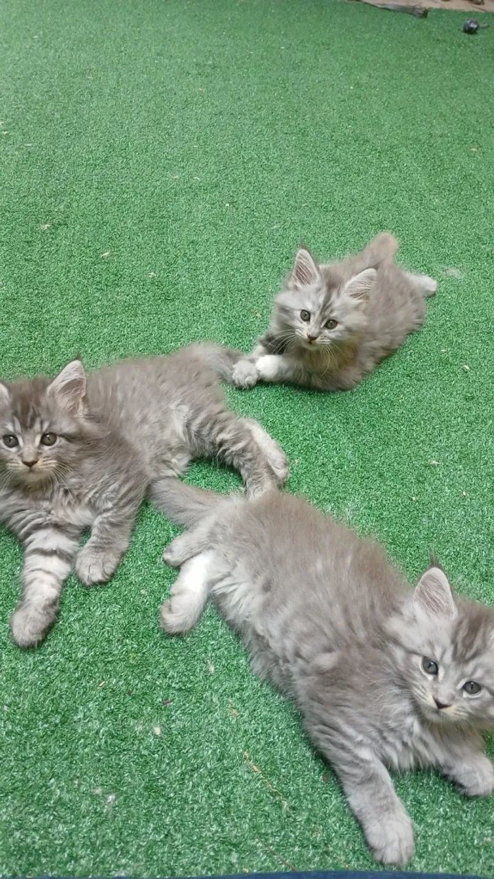 Filhote de Maine Coon - Foto 2