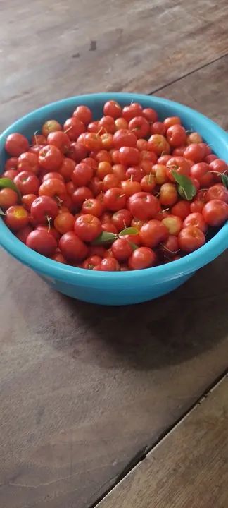 Vendo acerolas na bacia