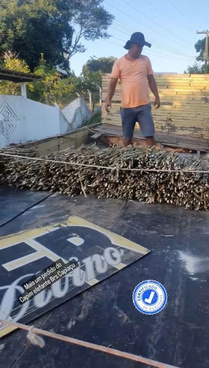 APROVEITE AS CHUVAS E PLANTE CAPIM BRS CAPIAÇU VENDO GEMAS  - Foto 2