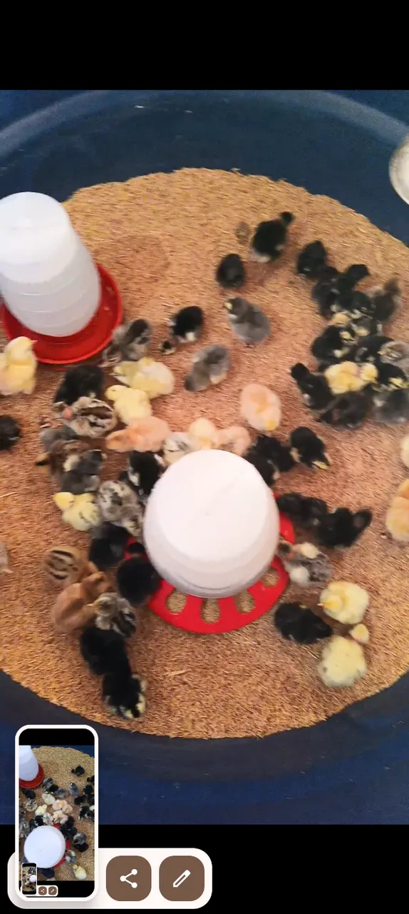 Pintinhos MQ - Balão / GSB / Sergipana Pescoço Pelado