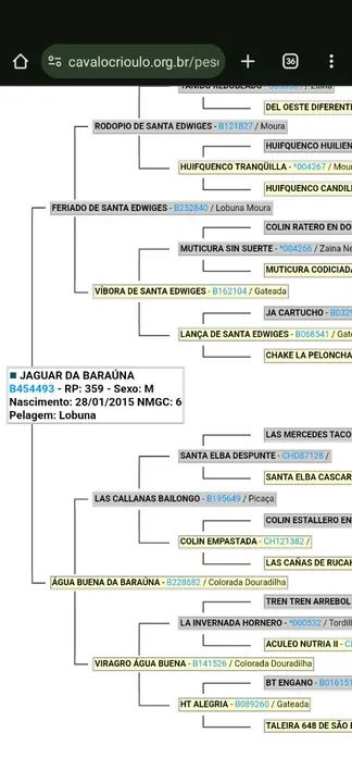 Cavalo crioulo  - Foto 6