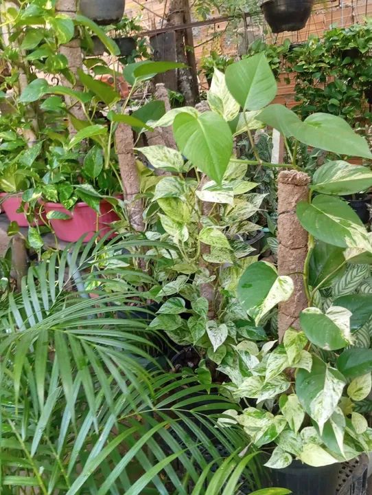 Mudas de Pothos - Foto 4