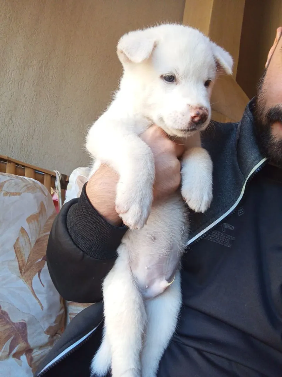 Akita Inu cachorro incrível