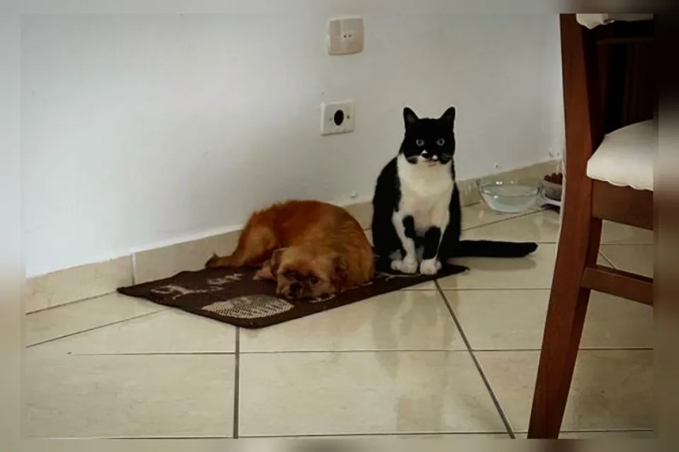 Gata para adoção