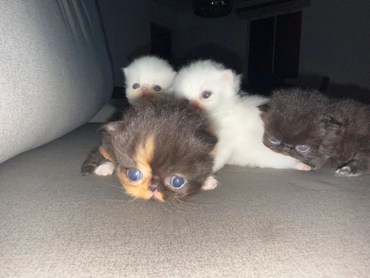 Filhotes gato Persa - Foto 3