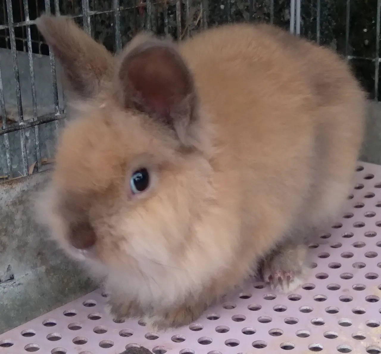 Coelhos
