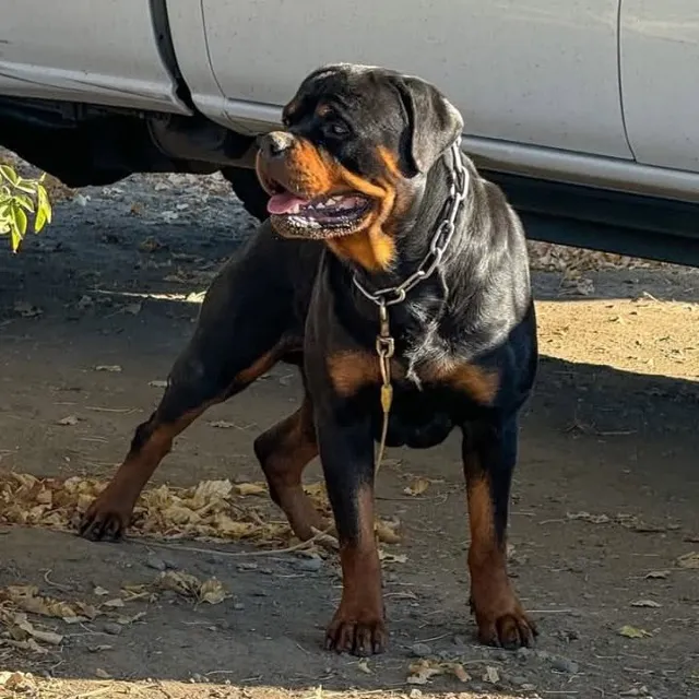 Filhotes de Rottweiler Leste Europeu - Fotos e Vídeos no WhatsApp