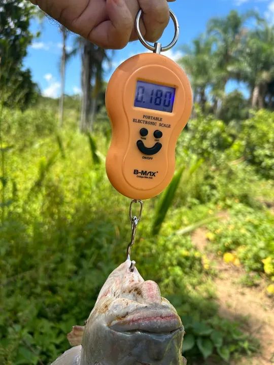 Peixe fresco de água doce tilapia atacado mesia de 1,7kg  - Foto 2