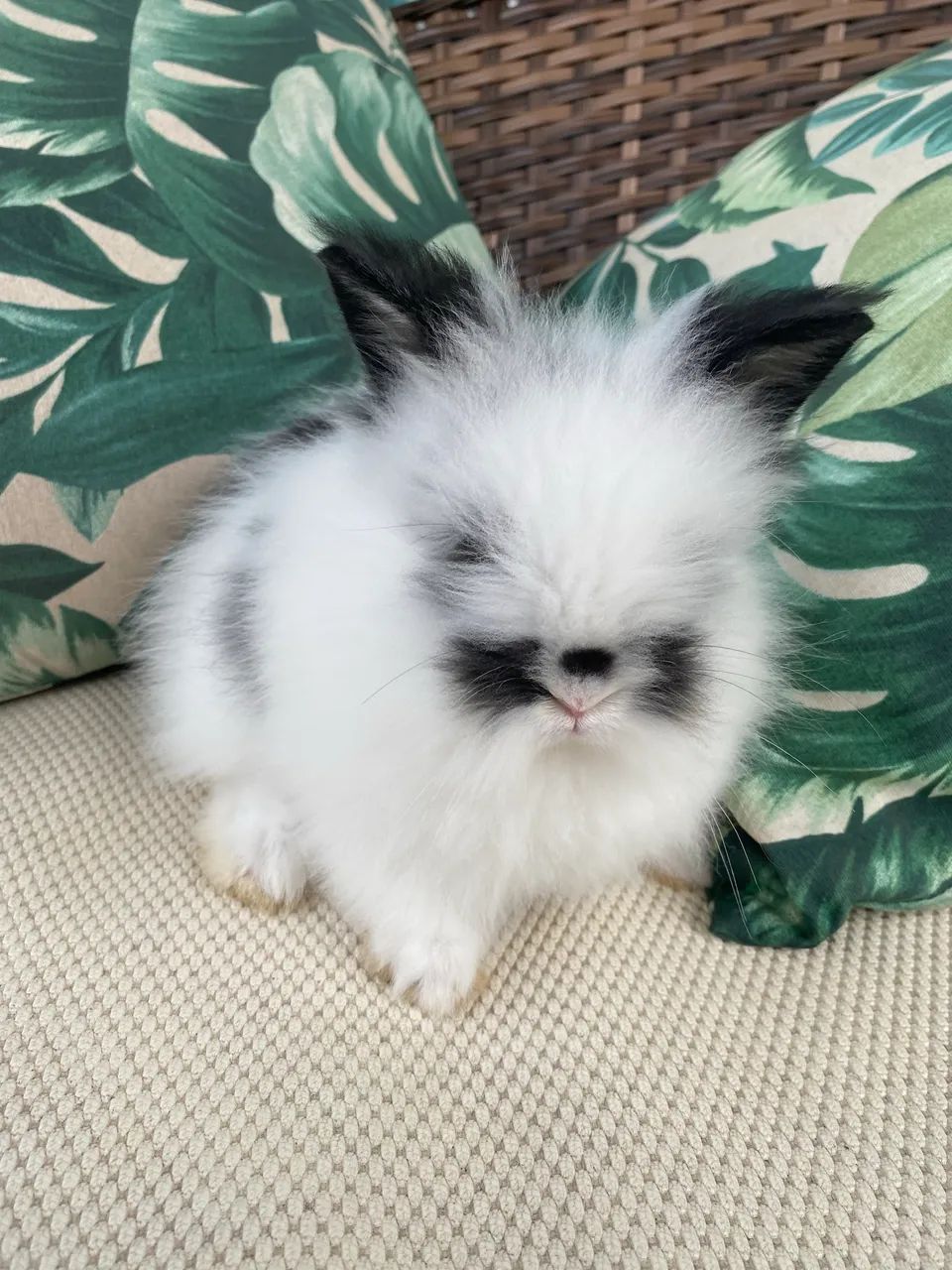 Coelhos mini lions - Foto 3