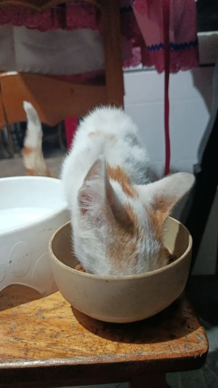 Gatinho pra adoção  - Foto 4