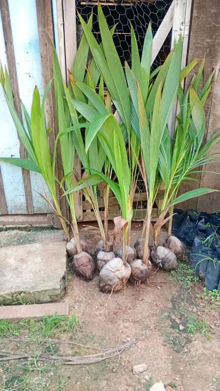 Mudas frutíferas diversas e chuva a vontade. Planta que colhe.A partir de 13 reias - Foto 2